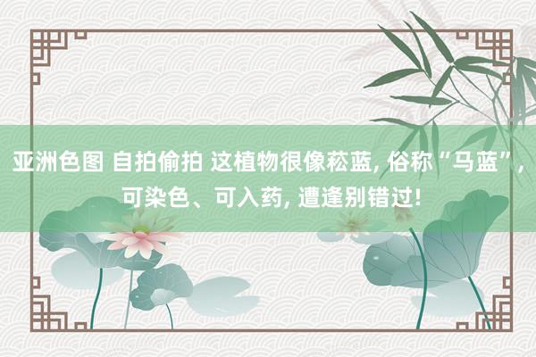 亚洲色图 自拍偷拍 这植物很像菘蓝， 俗称“马蓝”， 可染色、可入药， 遭逢别错过!